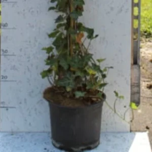 Hedera