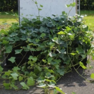 Klimop - Hedera Hibernica