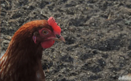 De Grote Wiede Soepkip - Afbeelding 5