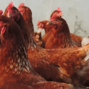 bio soepkip grote wiede