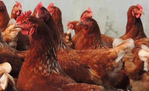 bio soepkip grote wiede