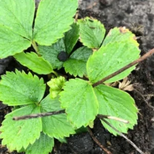 aardbeienplant biologisch grote wiede