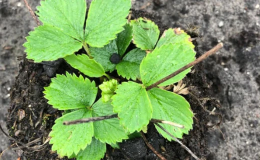 aardbeienplant biologisch grote wiede