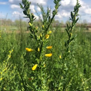 Brem - Cytisus Scoparius