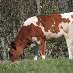 Biologische Runder Haasbiefstuk