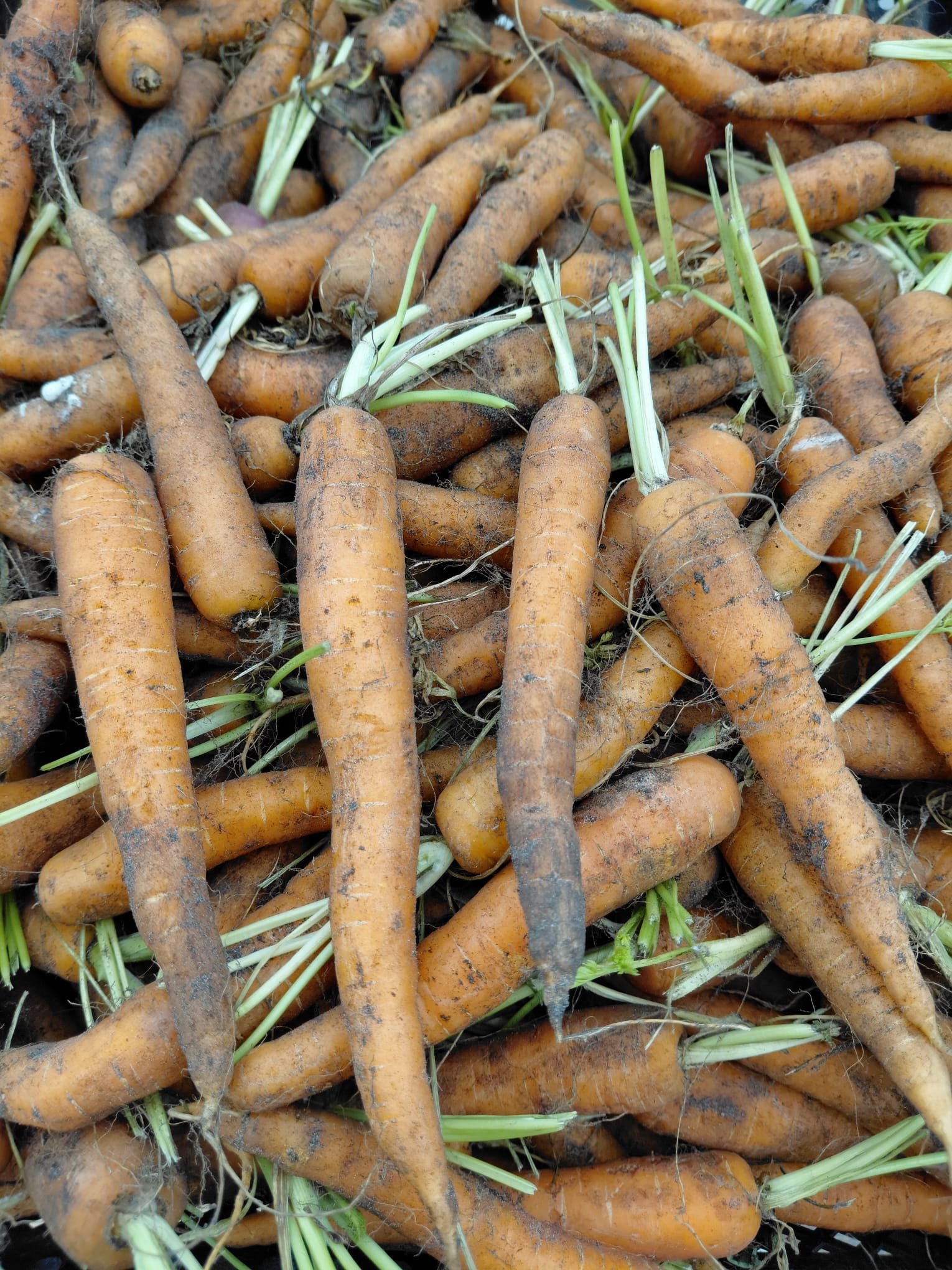 Wortels (per kg) - Afbeelding 2