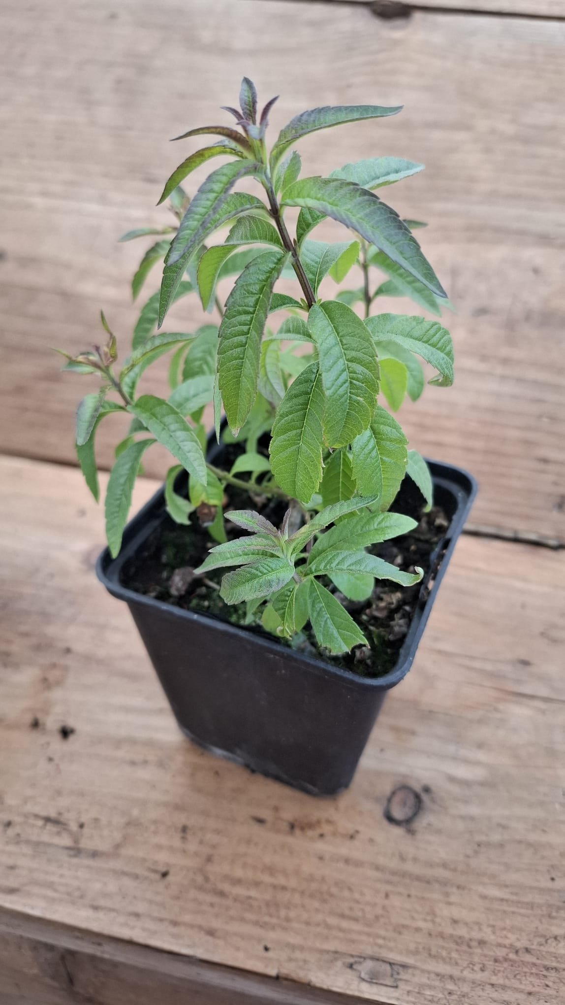 Kruidenplantjes - Afbeelding 6