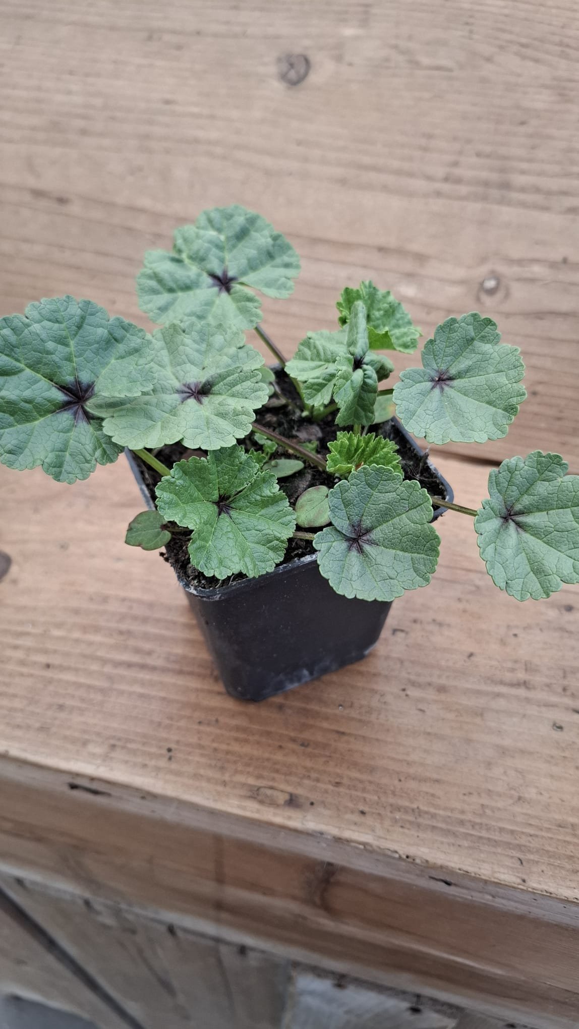 Kruidenplantjes - Afbeelding 5