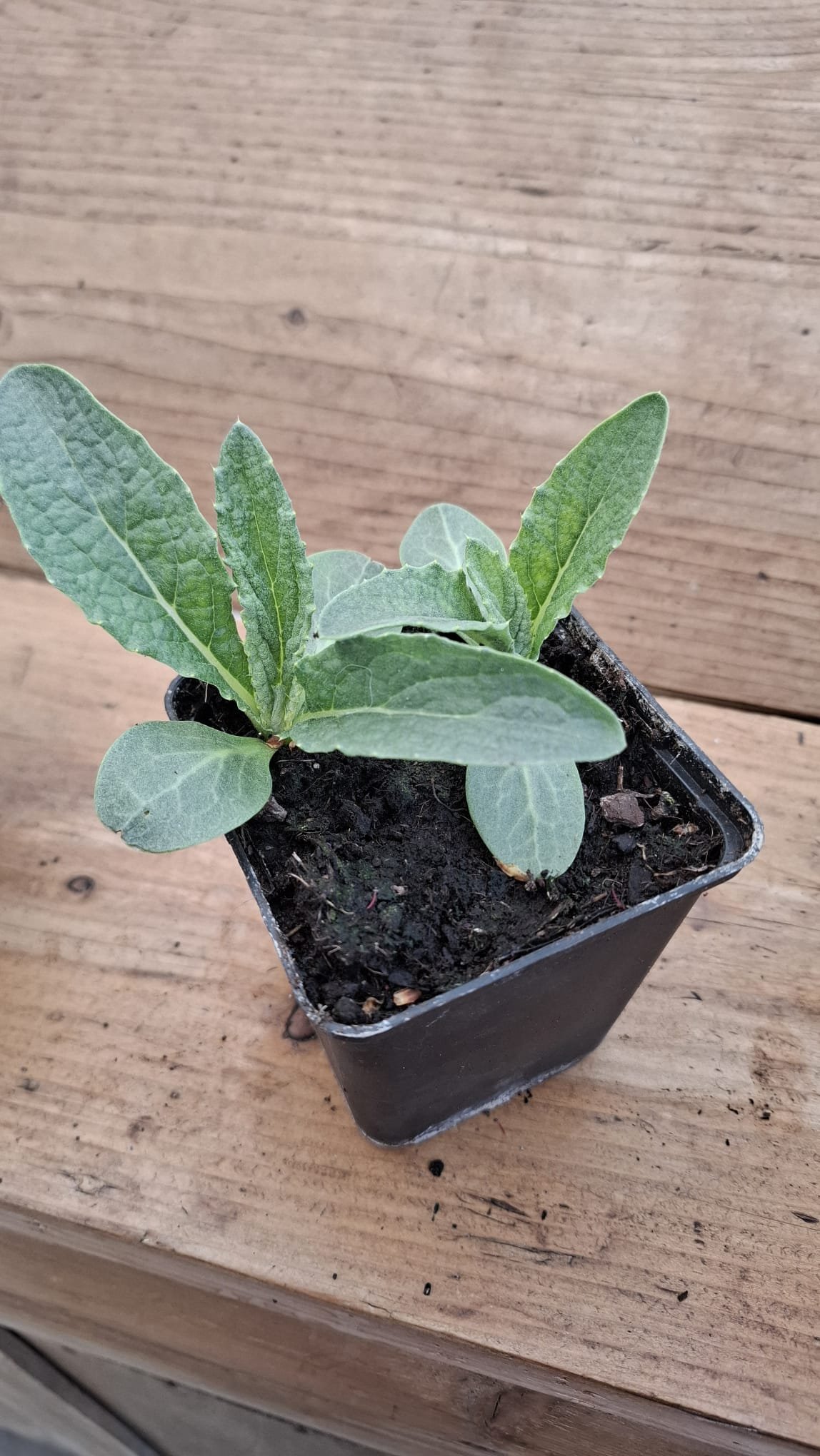 Kruidenplantjes - Afbeelding 4