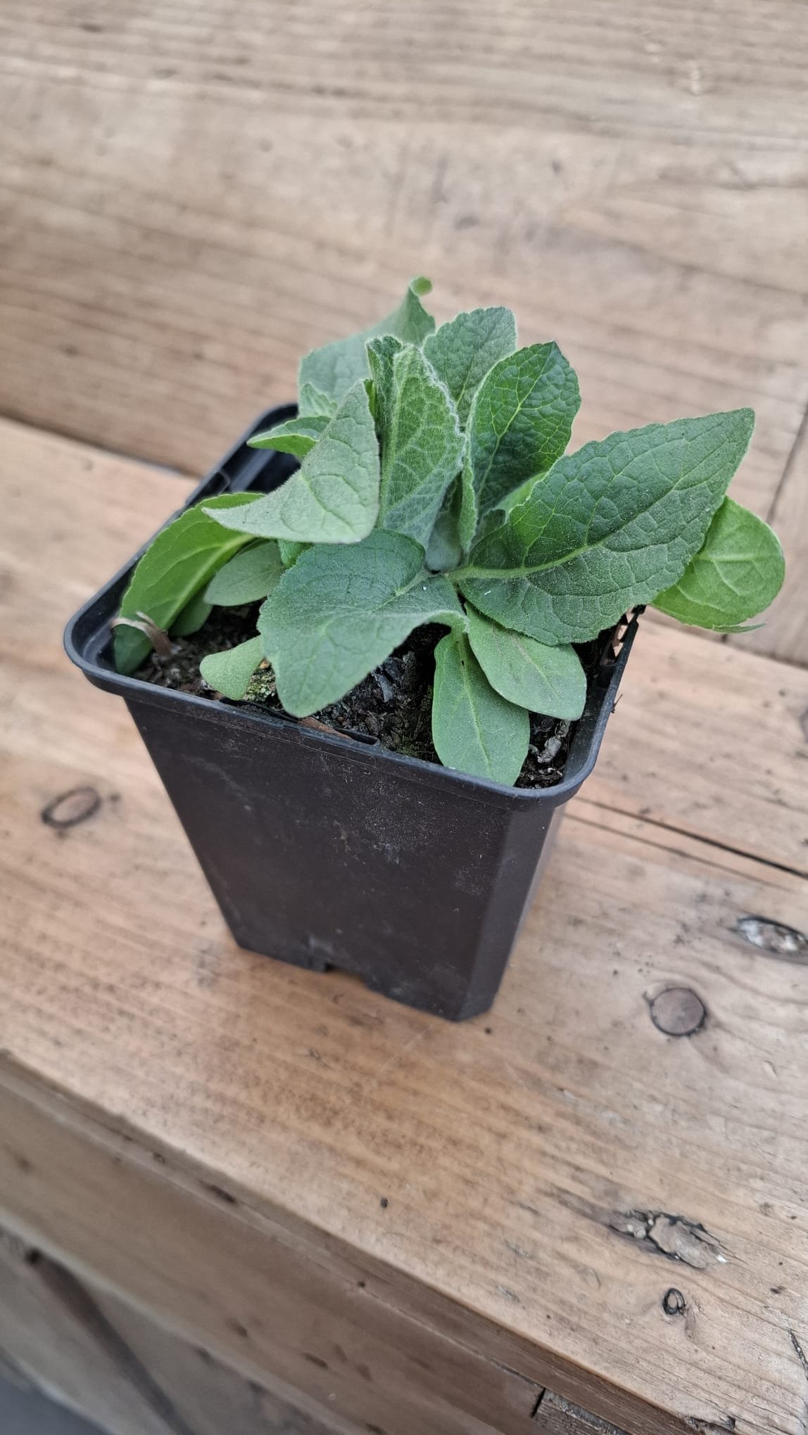 Kruidenplantjes - Afbeelding 3