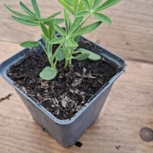 Sierplant