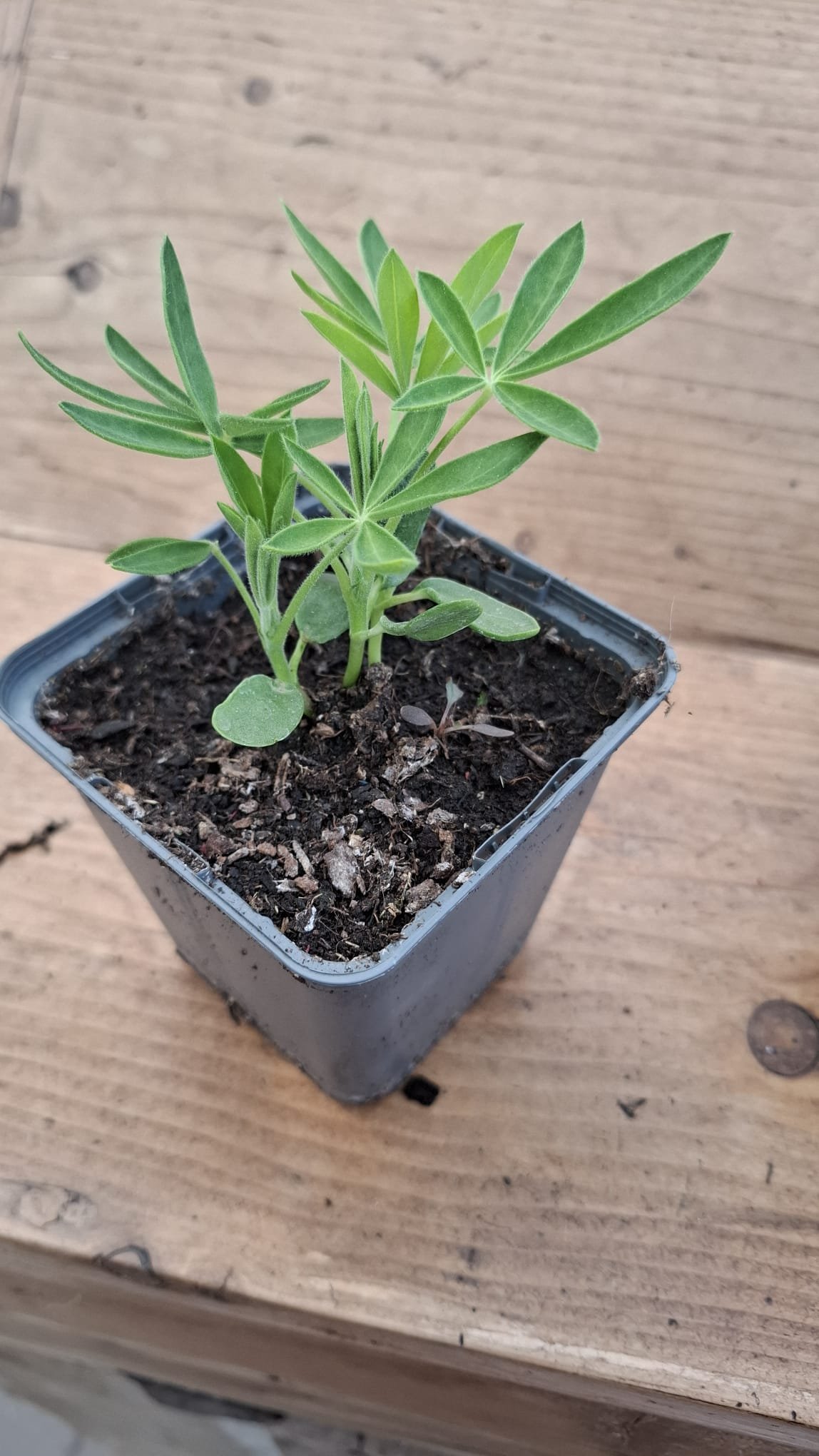 Kruidenplantjes - Afbeelding 2