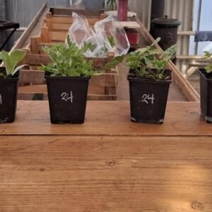 Kruidenplantjes