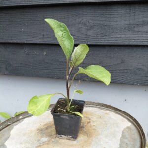 Aubergineplantjes